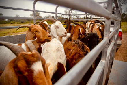 cabras0