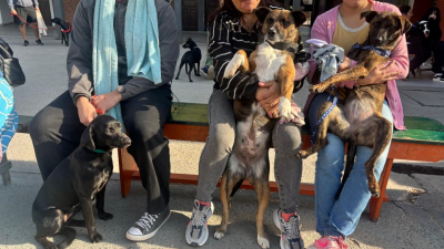 Nueva jornada masiva de castración: 173 perros y gatos fueron esterilizados en Resistencia