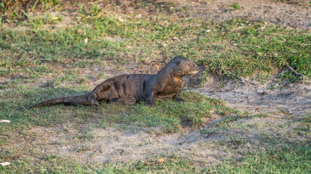 Nutria gigante - Yvera en Iberá - Sebastián Navajas - Fundación Rewilding Argentina -08976