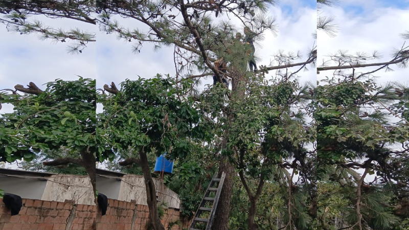 Un hombre quedó atrapado en un árbol mientras realizaba tareas de poda
