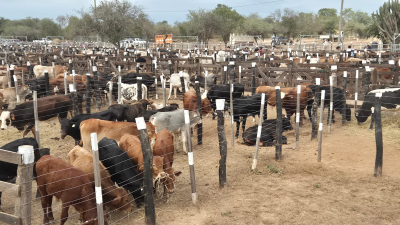 Se desarrolló la cuarta Feria Ganadera Paippera en la localidad de El Chorro