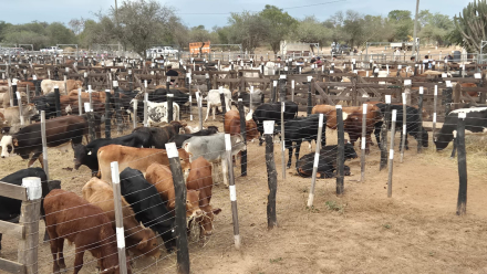 Se desarrolló la cuarta Feria Ganadera Paippera en la localidad de El Chorro