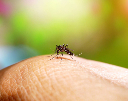 como-se-previene-el-dengue-1536x1220