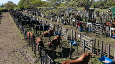 Cabaña Caá Cupé hizo historia: un toro Brahman se vendió en $33 millones