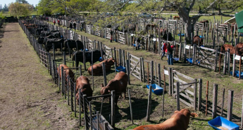 Cabaña Caá Cupé hizo historia: un toro Brahman se vendió en $33 millones