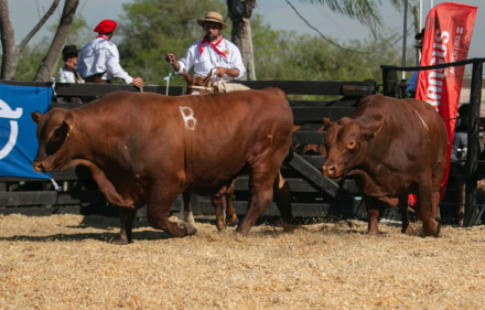 toro