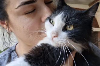 El gato se extravió en un vuelo de Resistencia a Bariloche y la familia todavía lo busca
