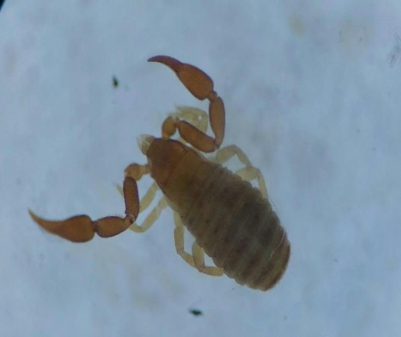 Pseudoescorpion-tapa