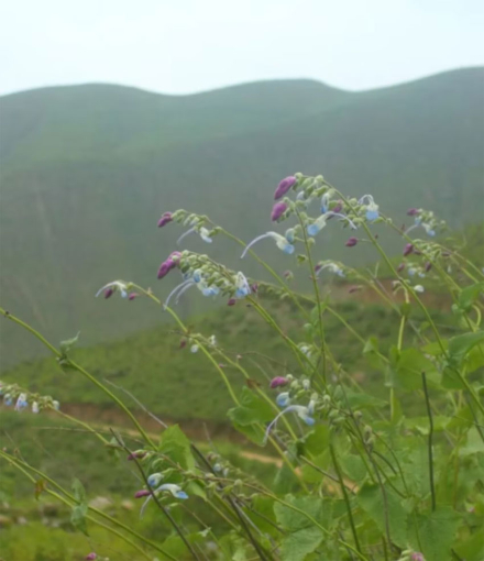salvia3