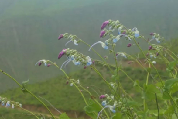 Descubren una flor andina celeste y blanca y la llamaron Salvia Messii