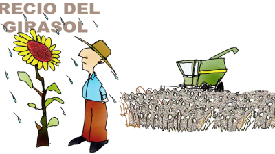 Girasol: el productor pierde entre 48 y 60 dólares por tonelada