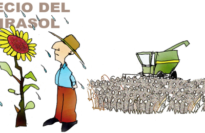Girasol: el productor pierde entre 48 y 60 dólares por tonelada