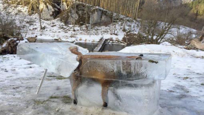 La foto de un zorro congelado, símbolo del fuerte temporal que sufre Alemania