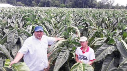 tabaco.jpg