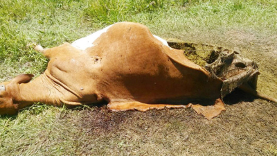 Abigeato, el enemigo en el campo del que pocos hablan y no para de crecer