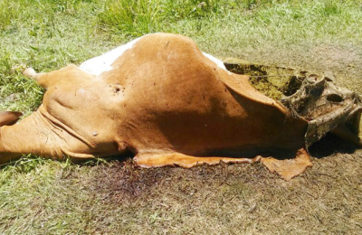 Abigeato, el enemigo en el campo del que pocos hablan y no para de crecer