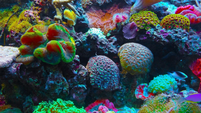 Científicos descubrieron un nuevo arrecife de coral frente a Brasil, donde era ‘impensable‘ encontrarlo