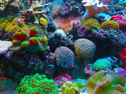 coral.jpg