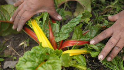 La agroecología propone herramientas y técnicas para diseñar sistemas productivos sustentables