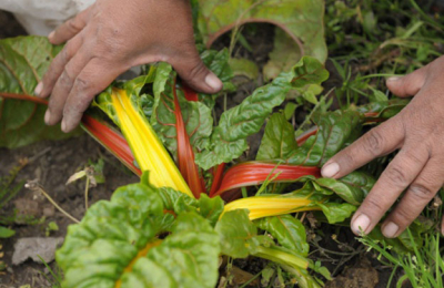 La agroecología propone herramientas y técnicas para diseñar sistemas productivos sustentables