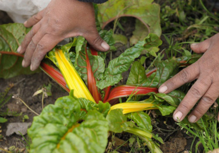 AGROECOLOGIA270.jpg