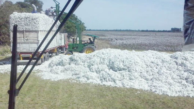 Algodón: sólo el 13% de los lotes se cosecharon y el clima condiciona el ingreso de las máquinas