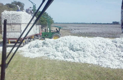 Algodón: sólo el 13% de los lotes se cosecharon y el clima condiciona el ingreso de las máquinas