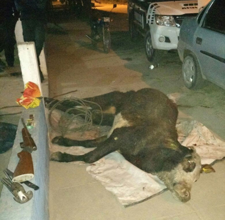 VACA.jpg