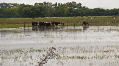 Diez departamentos del este chaqueño elevarán el pedido de emergencia agropecuaria al gobernador