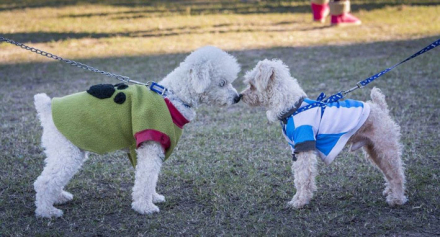 CHAQUEÑA.jpg