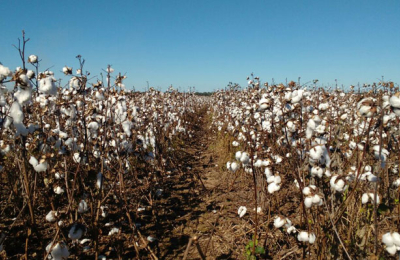 Con protocolo de manejo del cultivo, el algodón sigue siendo rentable en el Chaco
