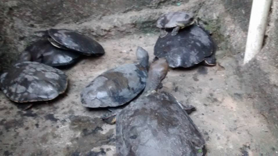 Soy Animal convoca a voluntarios para seguir rescatando tortugas en Villa Itatí