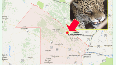 Tras las huellas de un Yaguareté avistado en el Paraje “La Herradura”