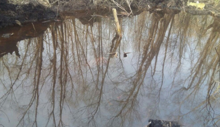 pantano1.jpg