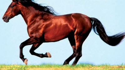 Día Nacional del Caballo
