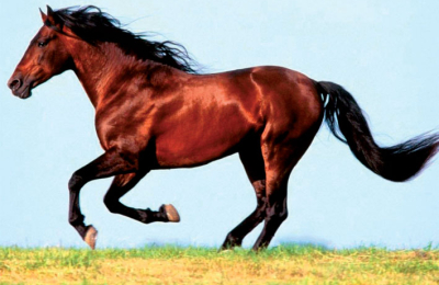 Día Nacional del Caballo