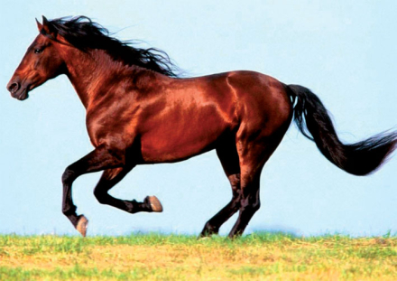 caballo.jpg