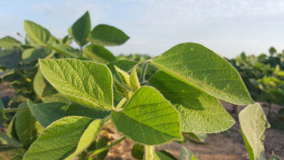 Presentan resultados de la red de cultivares de soja del NEA