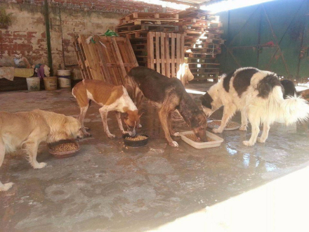 perros huellas 4.jpg