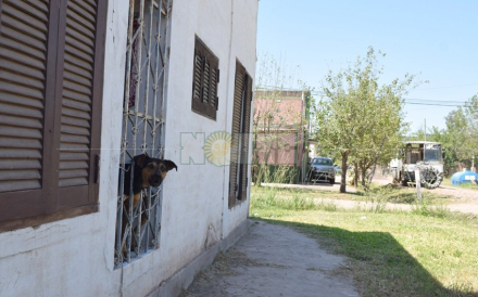 perro heroe del santa elena2.jpg
