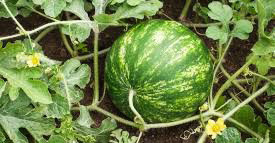 sandia 2.jpg