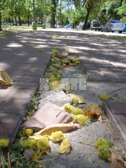 plaza Belgrano.jpg