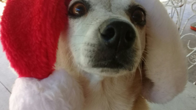 Bono solidario navideño para los perros sin hogar