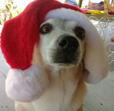 perro.jpg