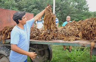 Acuerdan pautas para optimizar el proceso de siembra y cultivo de tabaco en la provincia