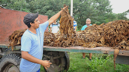 tabaco.jpg