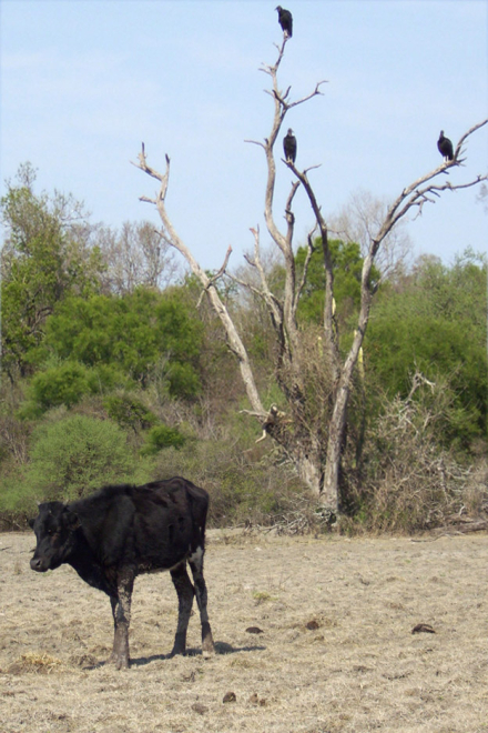 VAQUITAS-EN-LA-MIRA.jpg