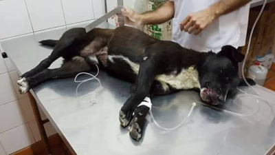 Consecuencias de la pirotecnia: son ochos los casos de perros que necesitan cirugías urgentes