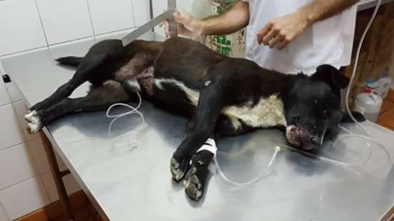 perro3.jpg