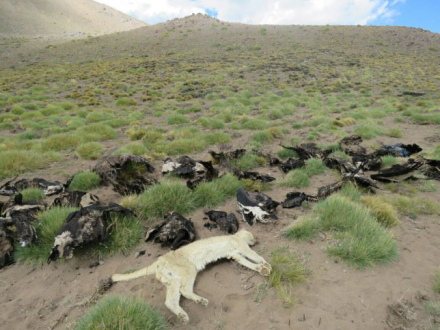 condor2.jpg